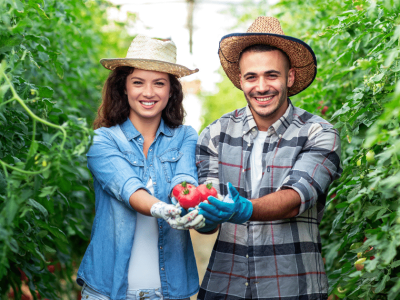 Smiling couple in a farm holding fresh tomatoes, showcasing small business savings and agricultural success.